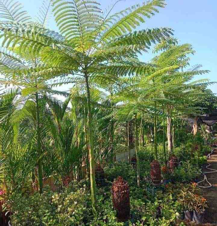 Pohon Solobium
