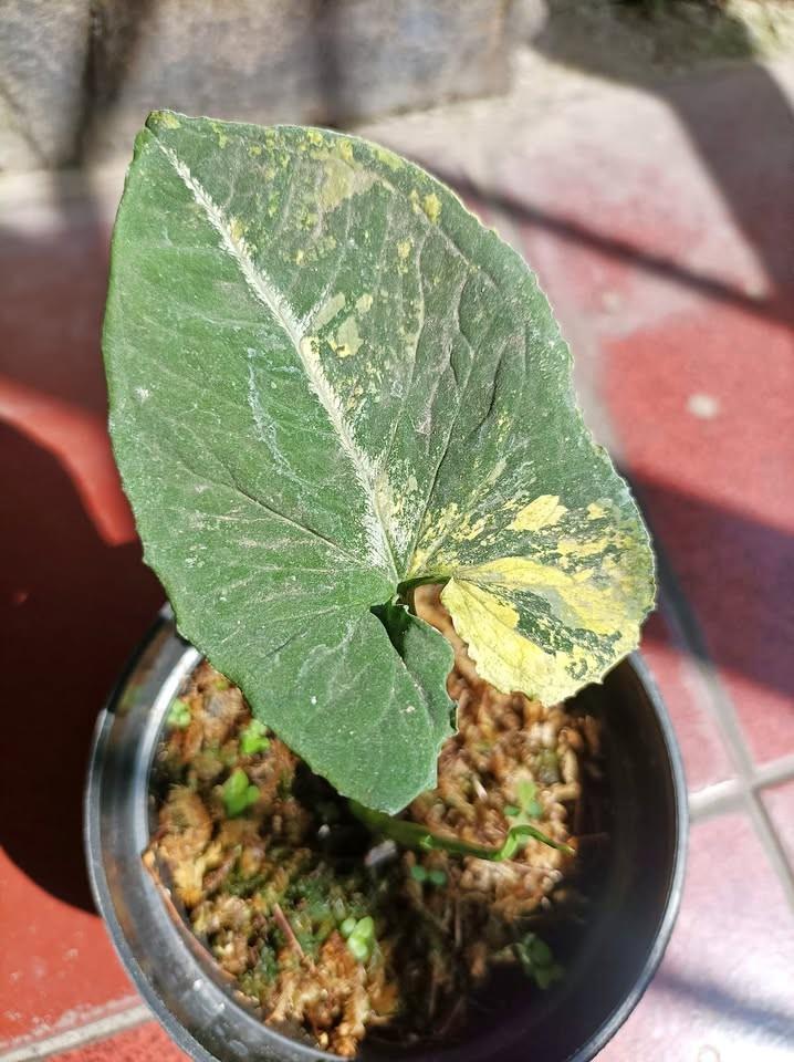 jual syngonium scrambled egg varigata cantik 1