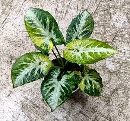 jual syngonium scrambled egg varigata cantik 2