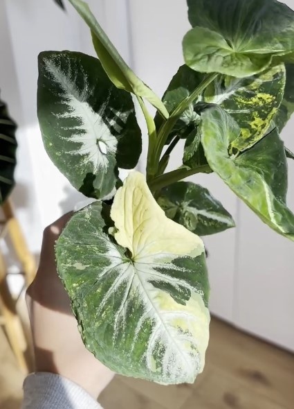 Syngonium Scrambled Egg Varigata
