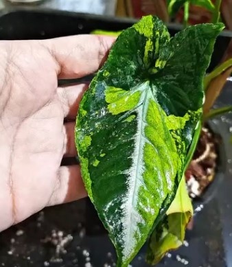 jual syngonium scrambled egg varigata cantik 4