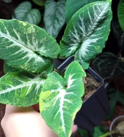 jual syngonium scrambled egg varigata cantik 6