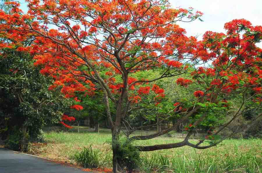 royal poinciana growing profile 3269287 08 2876551dacf744a18ef480aac0d10138 1