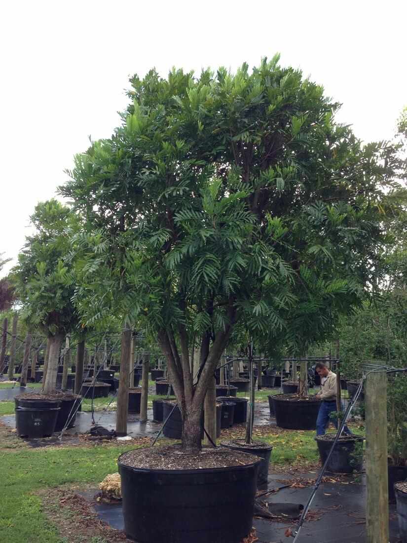 Detail tajuk lebar dan batang pohon kiara payung