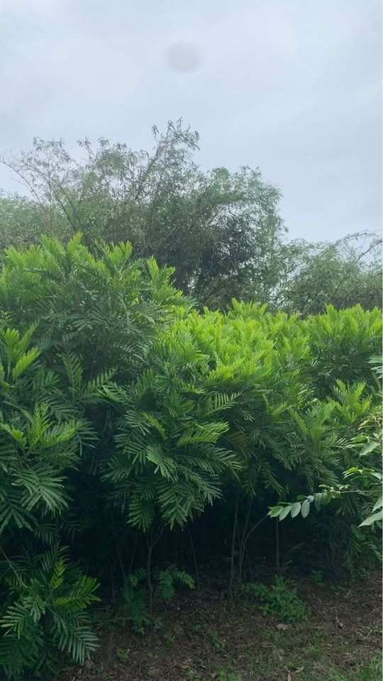 jual pohon kiara payung pohon penghijauan 2