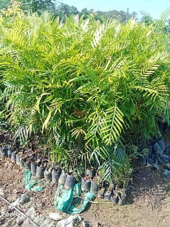 jual pohon kiara payung pohon penghijauan 3