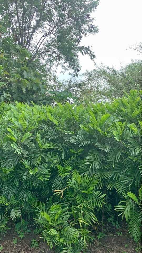 jual pohon kiara payung pohon penghijauan 4