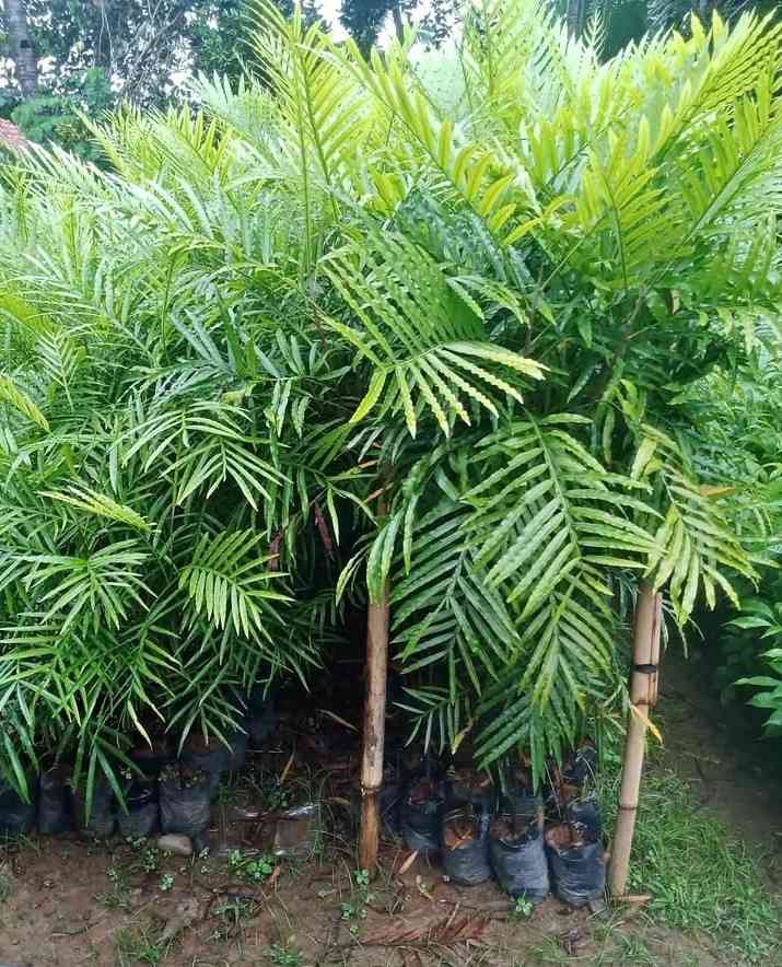 jual pohon kiara payung pohon penghijauan 5