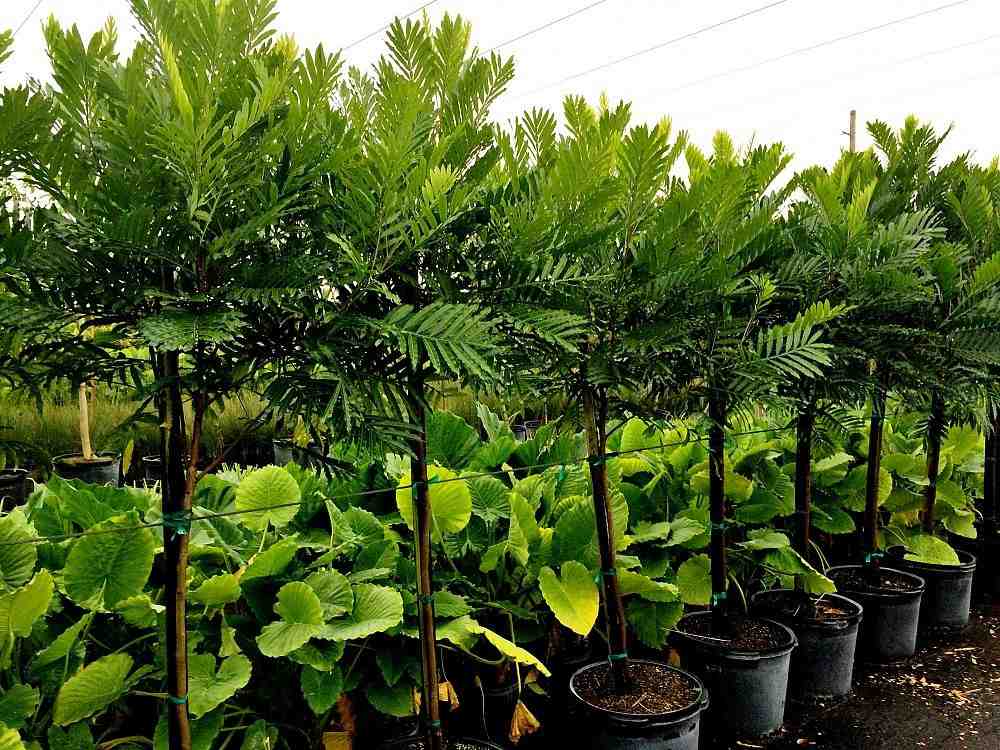 jual pohon kiara payung pohon penghijauan 6