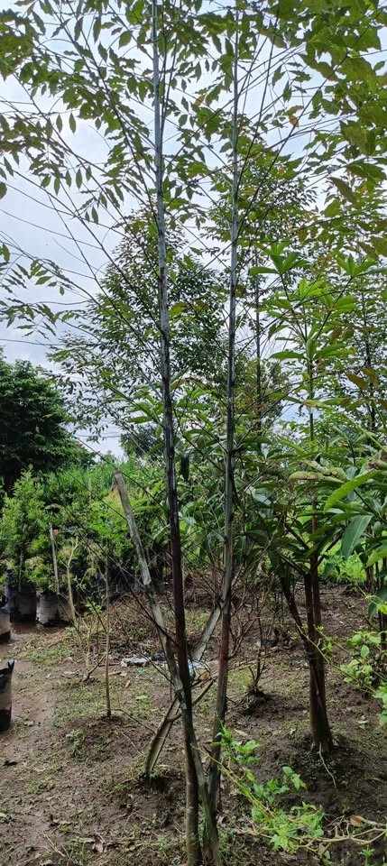 jual pohon pelangi batang warna warni cantik 11