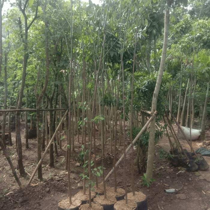 jual pohon pelangi batang warna warni cantik 2