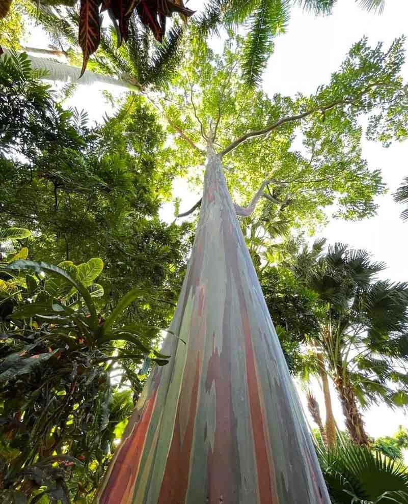 jual pohon pelangi batang warna warni cantik 2