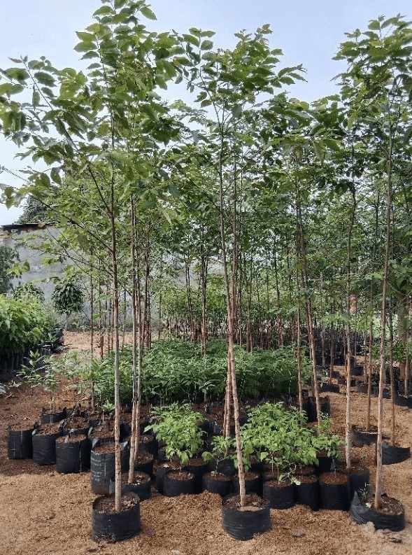 jual pohon pelangi batang warna warni cantik 3
