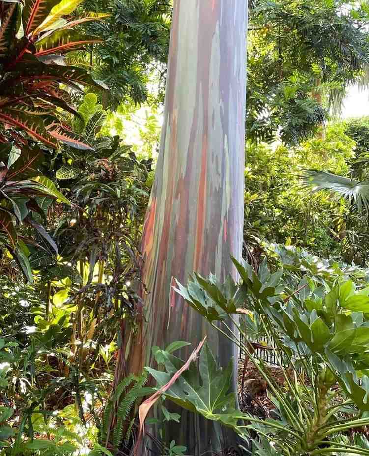 jual pohon pelangi batang warna warni cantik 3