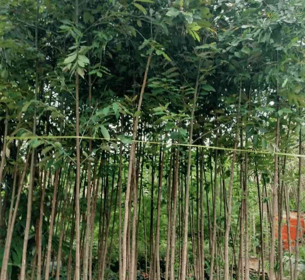 jual pohon pelangi batang warna warni cantik 4