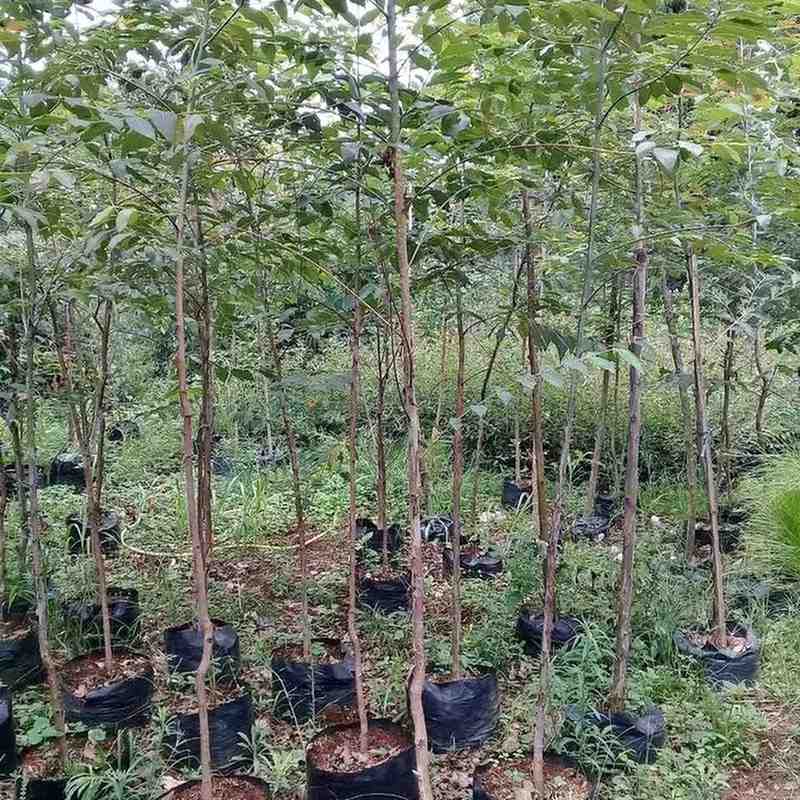 jual pohon pelangi batang warna warni cantik 5