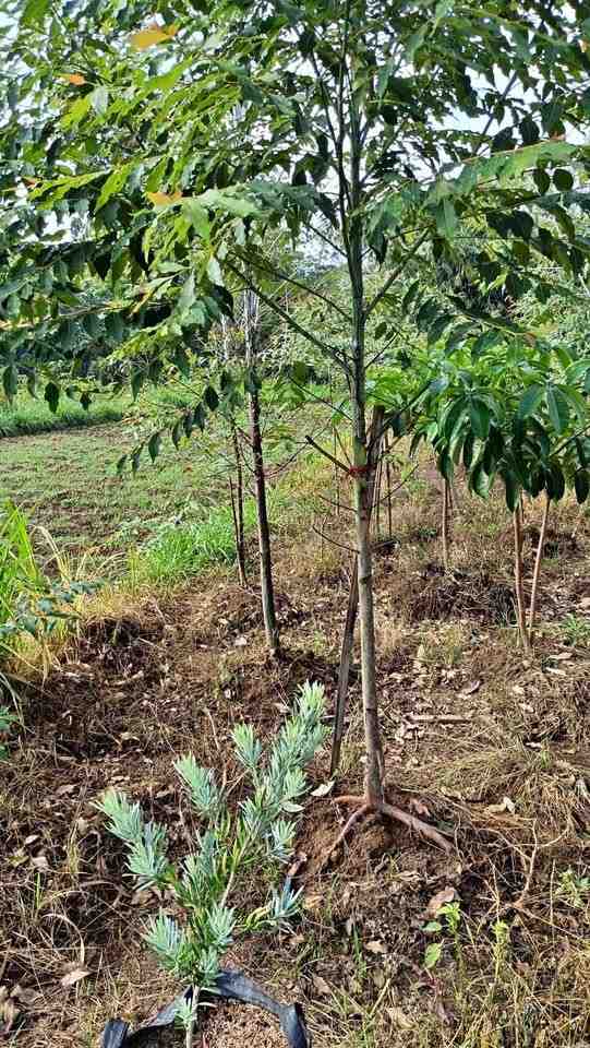 jual pohon pelangi batang warna warni cantik 5