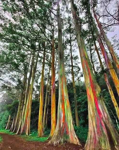 jual pohon pelangi batang warna warni cantik 7