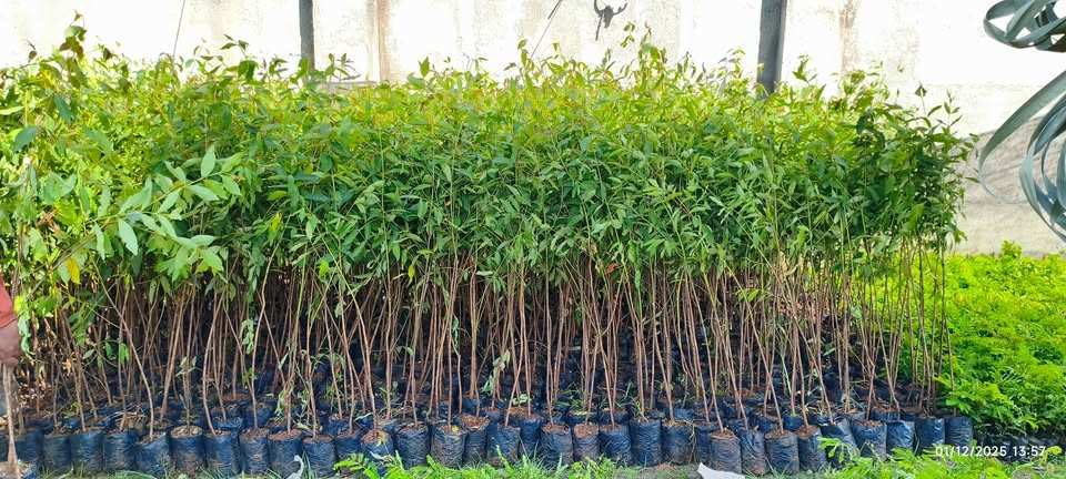 jual pohon pelangi batang warna warni cantik 8