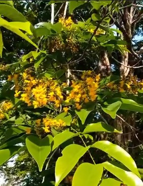 jual pohon angsana pohon peneduh proyek 1