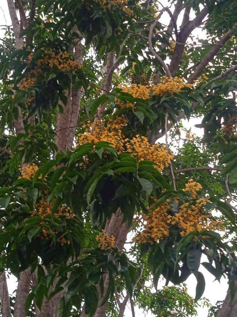 jual pohon angsana pohon peneduh proyek 3