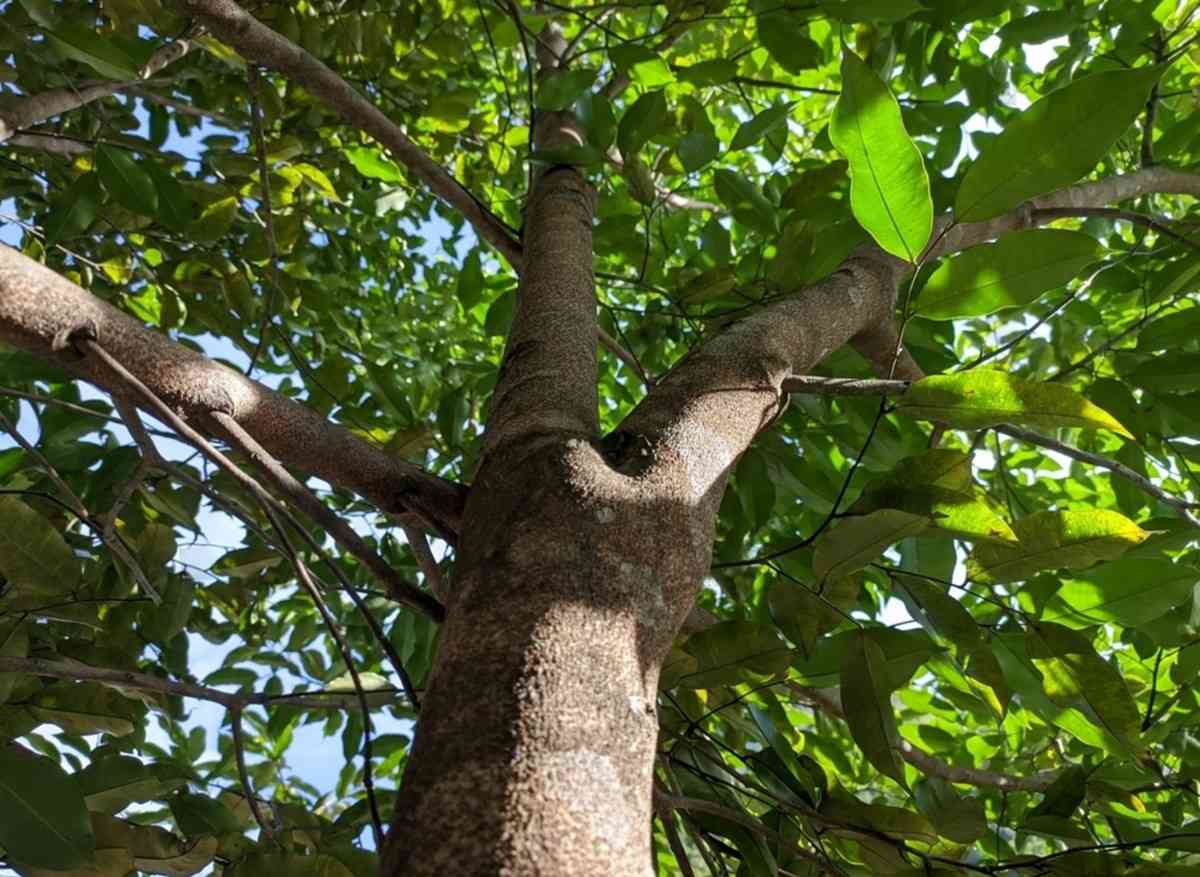 Pohon Gaharu Bernilai Ekonomi Tinggi