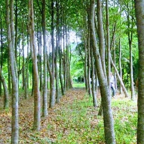 Pohon Gaharu