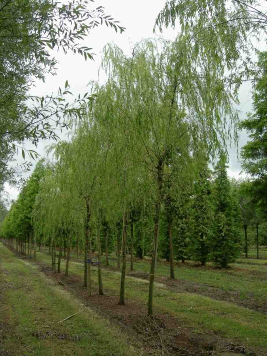 Jual Pohon Liang Liu Tinggi 2 Meter