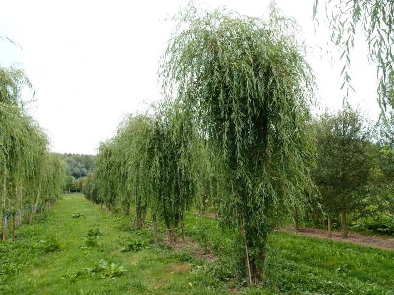 jual pohon laing liu tanaman hias peneduh 12