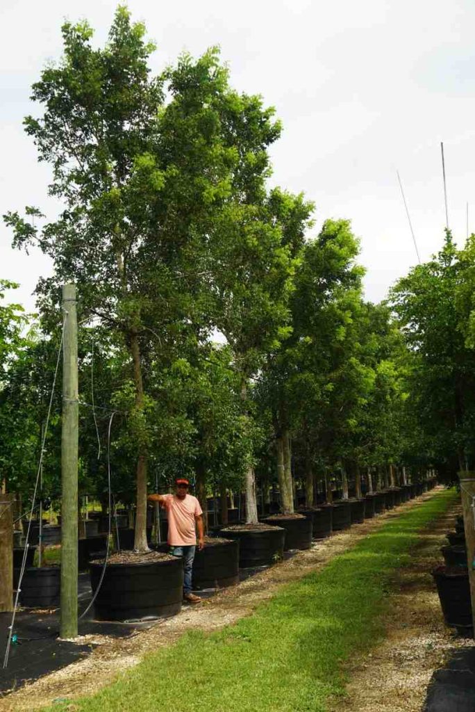 jual pohon mahoni suplai pohon penghijauan 1