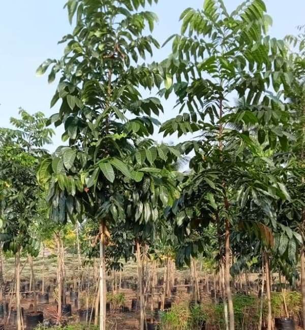 jual pohon mahoni suplai pohon penghijauan 10