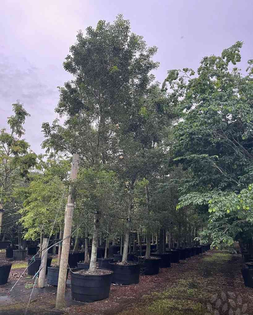 jual pohon mahoni suplai pohon penghijauan 11