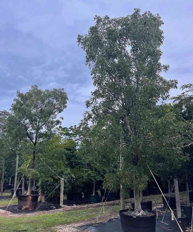 jual pohon mahoni suplai pohon penghijauan 12