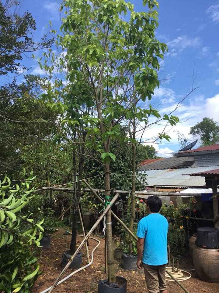 jual pohon mahoni suplai pohon penghijauan 3