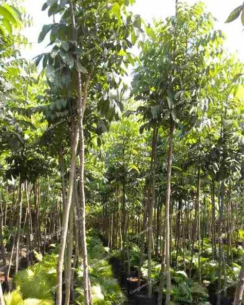 jual pohon mahoni suplai pohon penghijauan 4