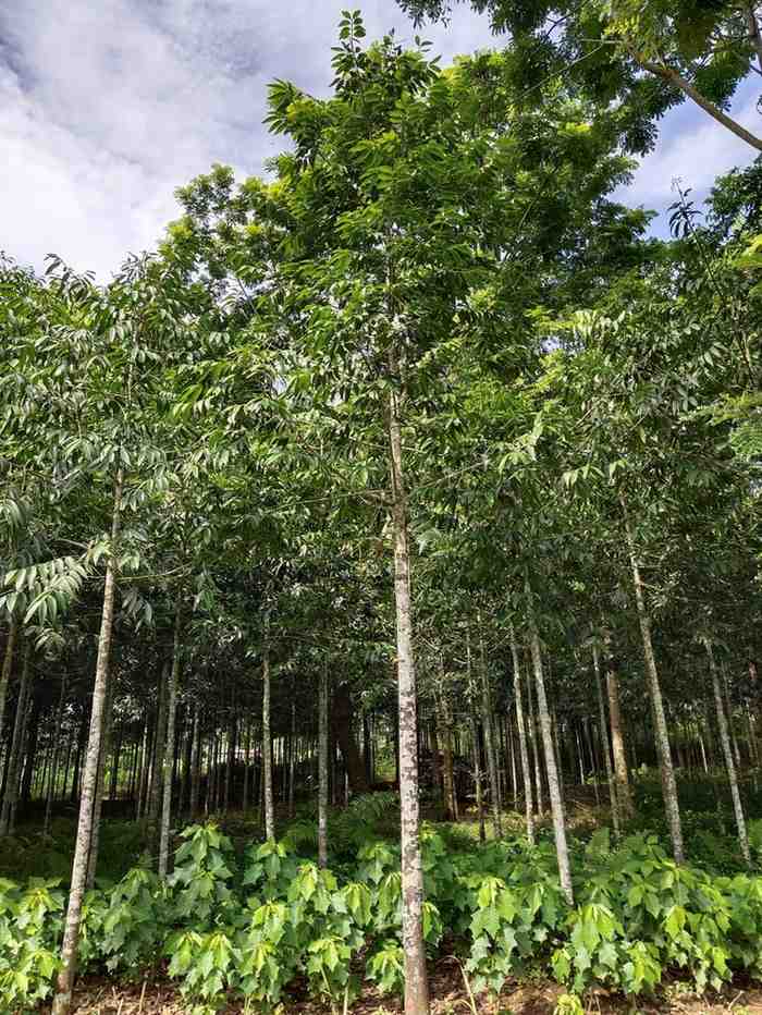 jual pohon mahoni suplai pohon penghijauan 5