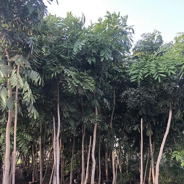 jual pohon mahoni suplai pohon penghijauan 7