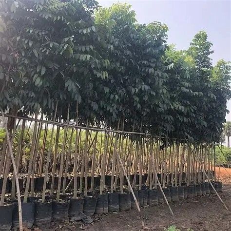 jual pohon mahoni suplai pohon penghijauan 8