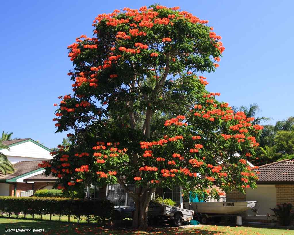 jual pohon spathodea pohon penghijauan 3