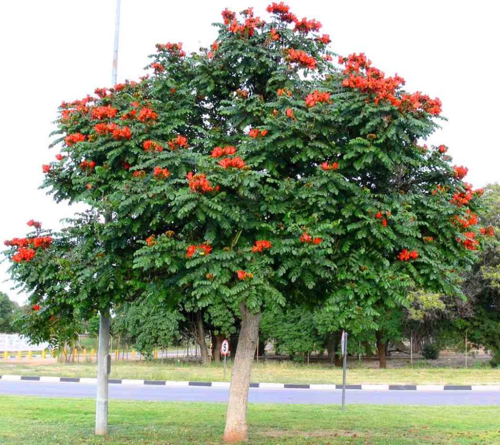 jual pohon spathodea pohon penghijauan 4