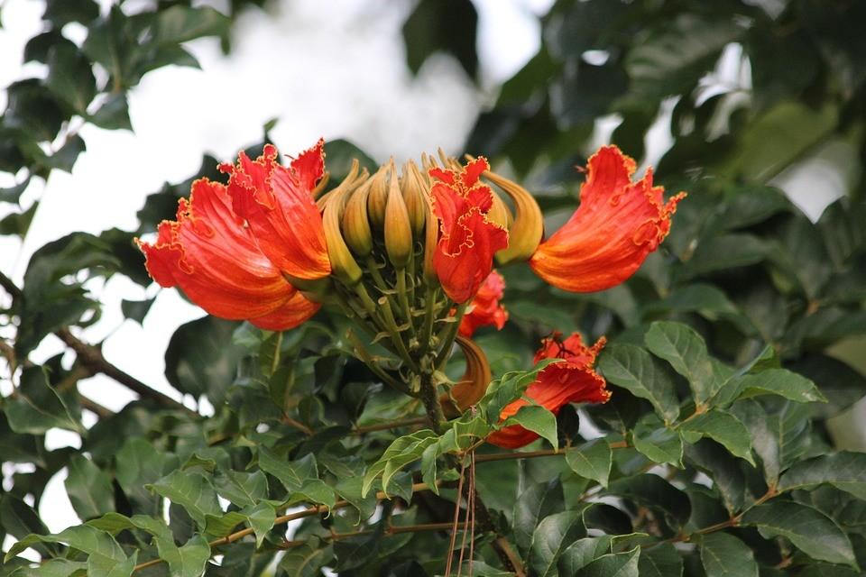 Pohon Spathodea untuk Landscape Modern