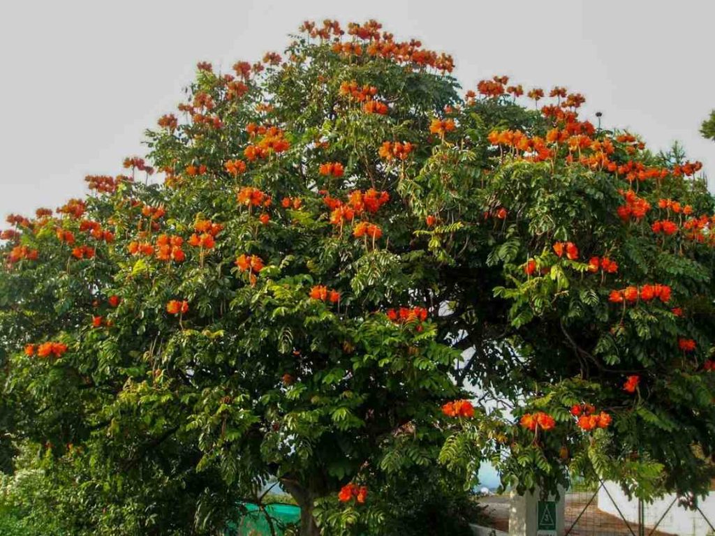 jual pohon spathodea pohon penghijauan 7