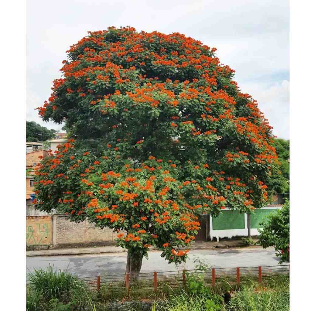 Pohon Spathodea Berkualitas Premium