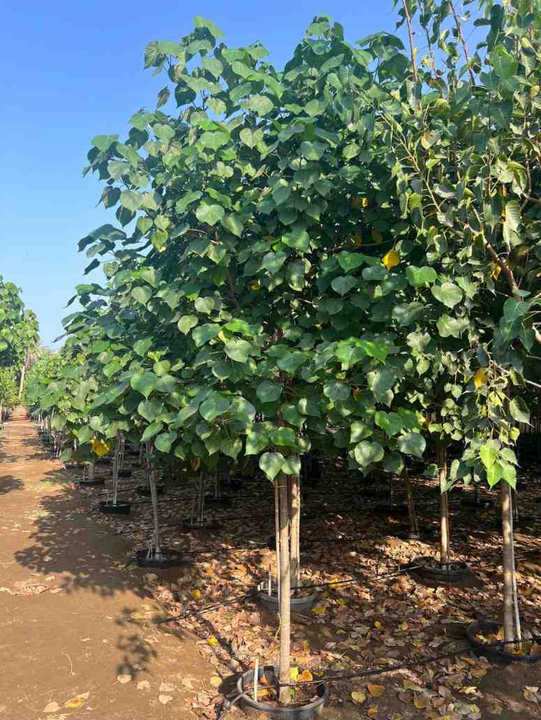 Pohon Waru