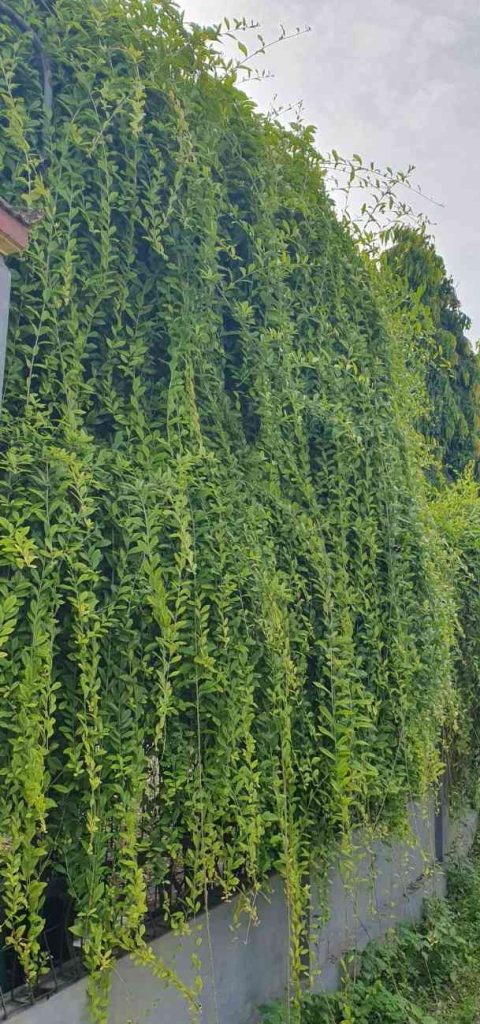 jual tanaman lew kwan yew tanaman rambat hias 1