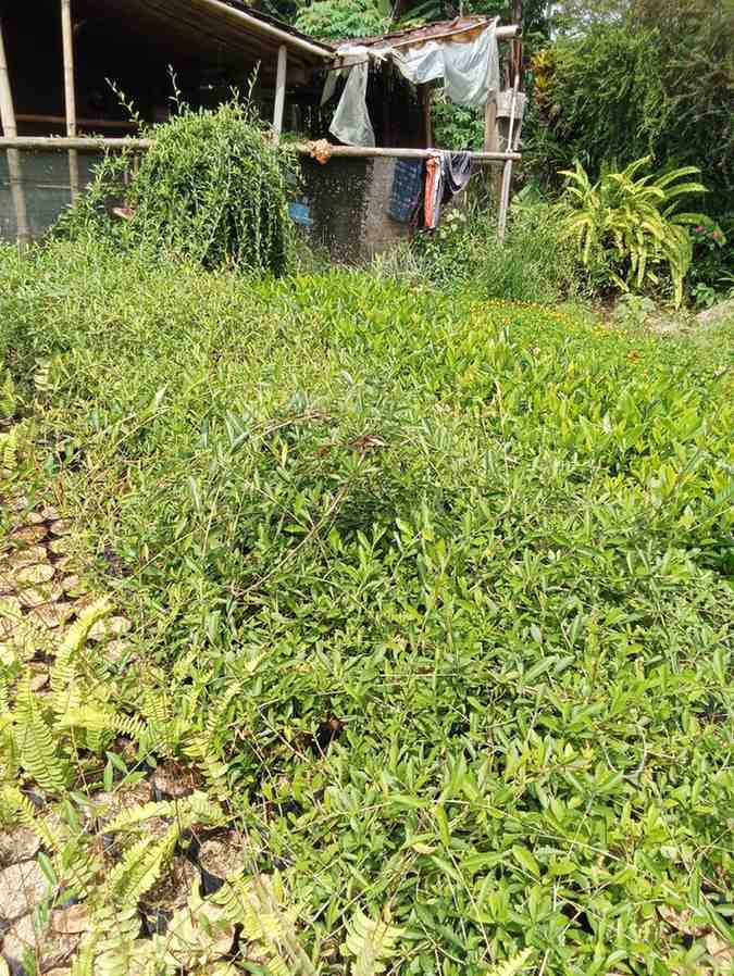 jual tanaman lew kwan yew tanaman rambat hias 10