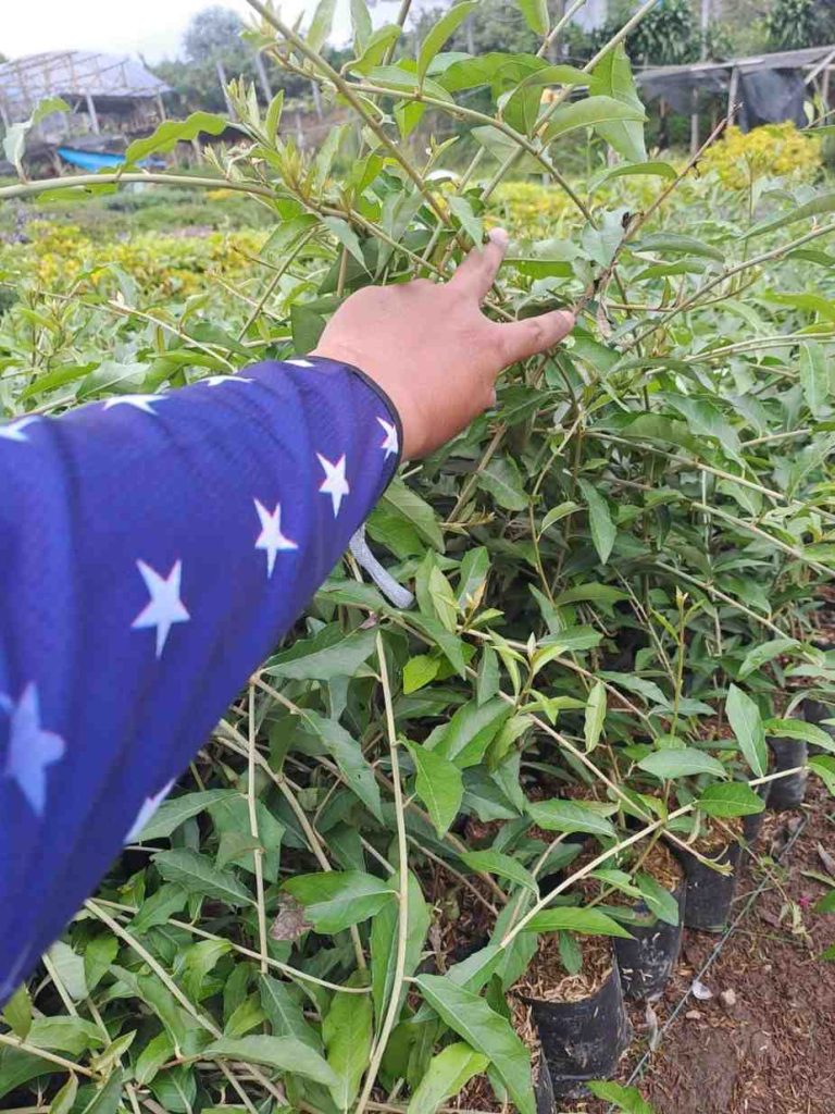 jual tanaman lew kwan yew tanaman rambat hias 11