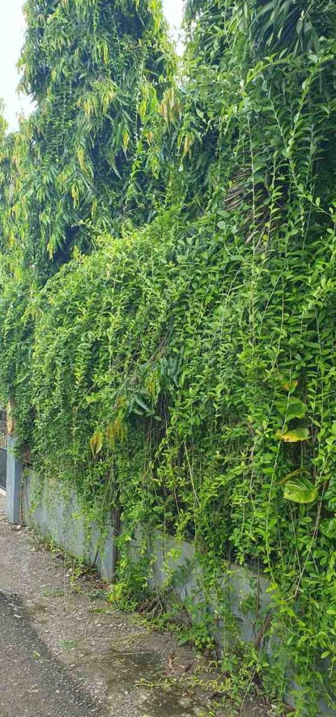 jual tanaman lew kwan yew tanaman rambat hias 2
