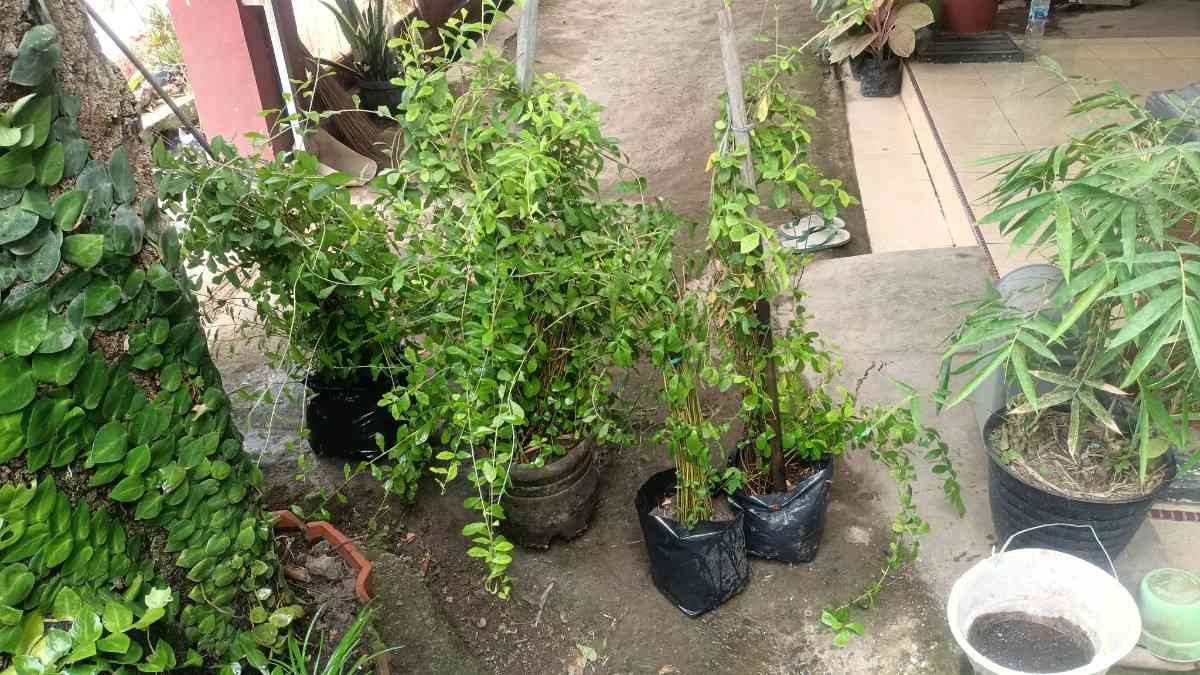 Jual Tanaman Lee Kwan Yew Tinggi 4 Meter ke Atas