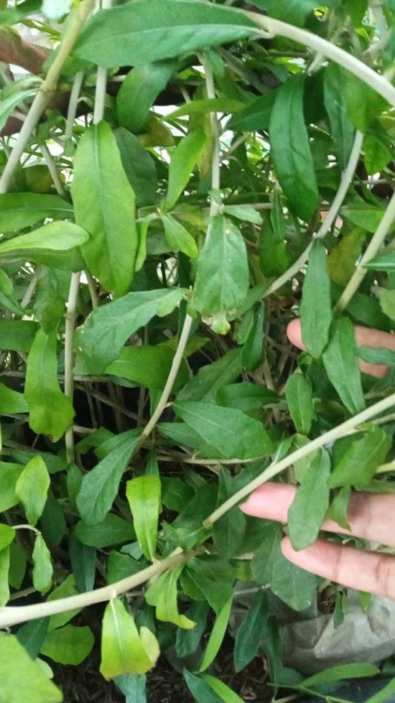 jual tanaman lew kwan yew tanaman rambat hias 7